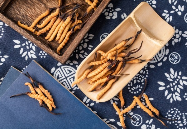 7 datos muy sorprendentes sobre el hongo Cordyceps