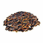 Extracto Coriolus 50%