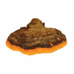 Extrakt Chaga DUAL 30%/4