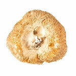 BIO polvo Hericium