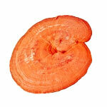 Extracto de Reishi 30%.