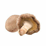 Shiitake BIO en polvo